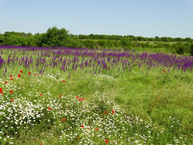 Lavanta alan yakın çekim 