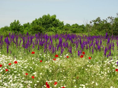 Lavanta alan yakın çekim 