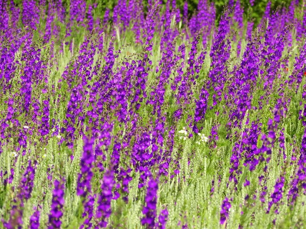 Field Lavender Close — Stock Photo, Image