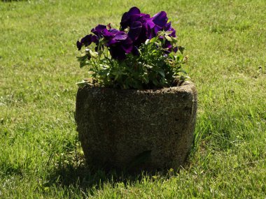 Bahçe saksıyı yakın çekim 