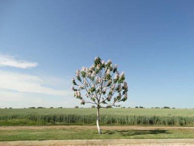 Mavi gökyüzü arka plan üzerinde tek çiçek açan ağaç
