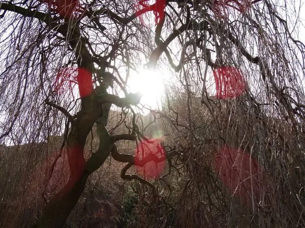 Sol Detrás Del Árbol Invierno Con Ramas Desnudas — Foto de Stock