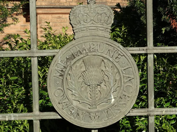 Scottish National Symbol Scottish Thistle — стоковое фото