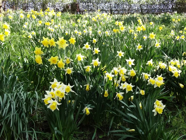 Campo Flores Narciso Cerca — Foto de Stock