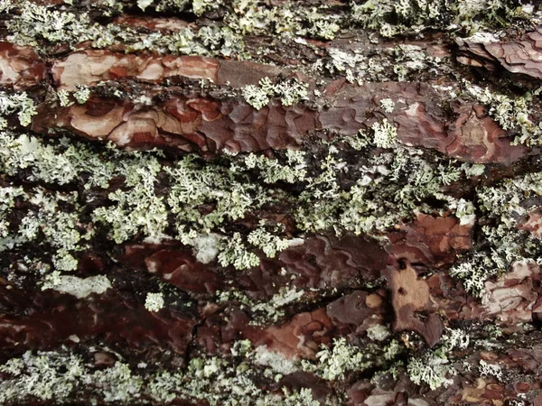 Muschio Verde Della Corteccia Dell Albero — Foto Stock