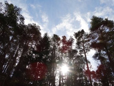 Güneş arkasında iğne yapraklı ağaçlar