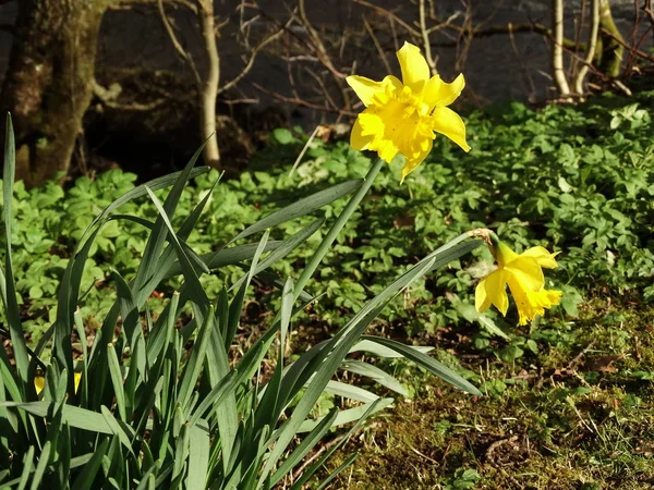 Jonquilles Jaunes Gros Plan — Photo