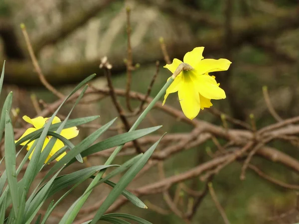 Amarelo Daffodil Fechar — Fotografia de Stock