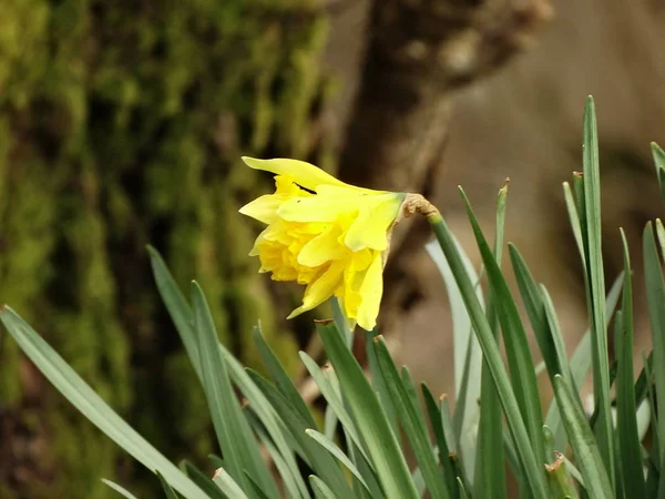 Jaune Jonquille Gros Plan — Photo