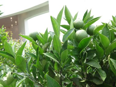 Yeşil portakal ağacı üzerinde