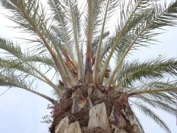 Palme Auf Himmelshintergrund — Stockfoto