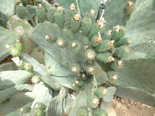 Big Kaktus Närbild — Stockfoto
