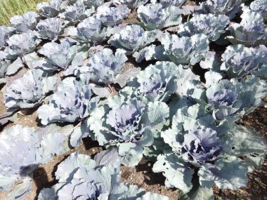 Kırmızı Lahana Tarlası yakın çekim