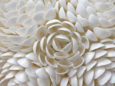 Beyaz deniz istiridye sanat