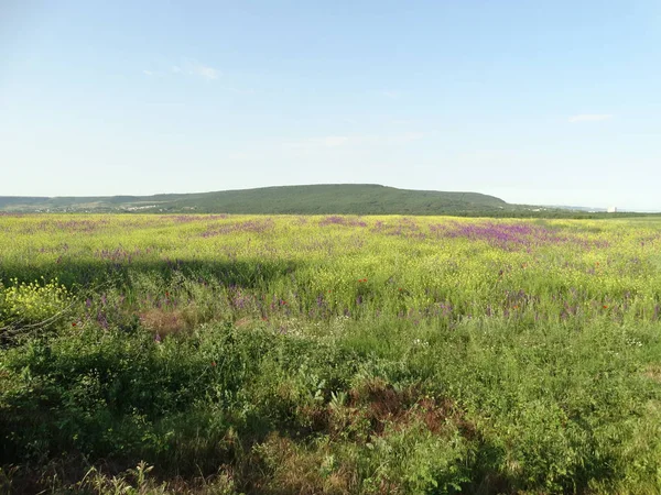 Krajobraz Natura Wiosna Słoneczny Dzień — Zdjęcie stockowe