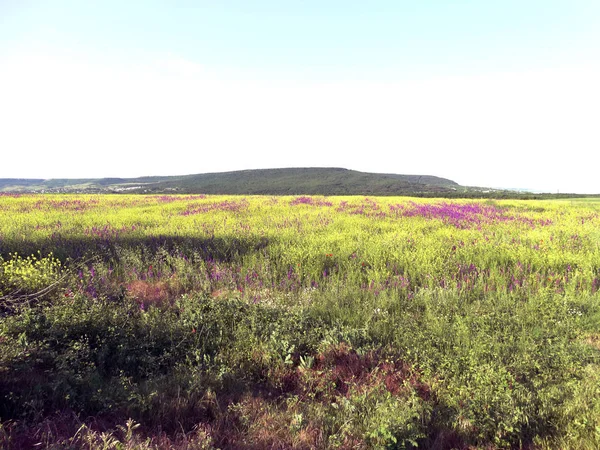 Spring Nature Landscape Sunny Day — Stock Photo, Image