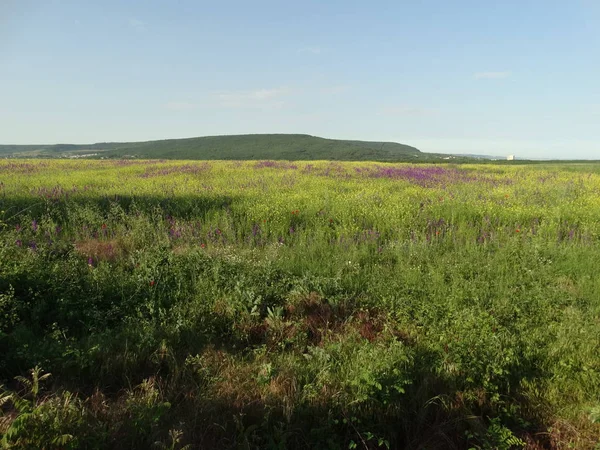 Campo Primavera Verde Com Flores Violetas Paisagem — Fotografia de Stock