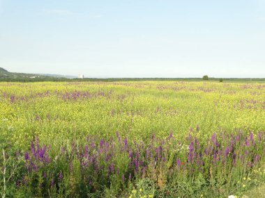 Yeşil bahar alan mor çiçekler manzara ile