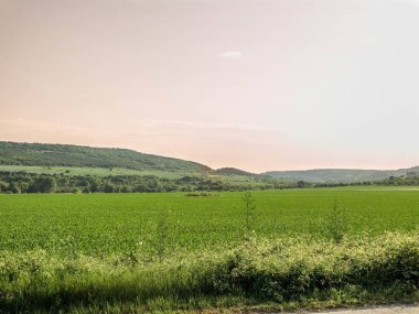 Taze yeşil çim alan manzara