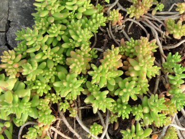 Yeşil kaktüs yakın görünüm