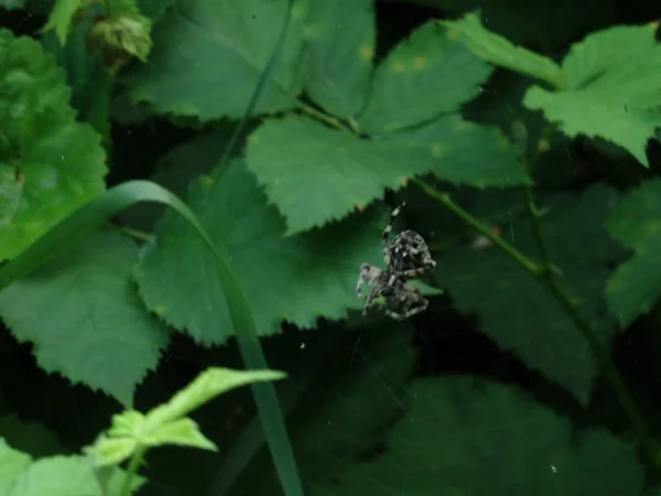 Павук Позаду Зелене Листя — стокове фото