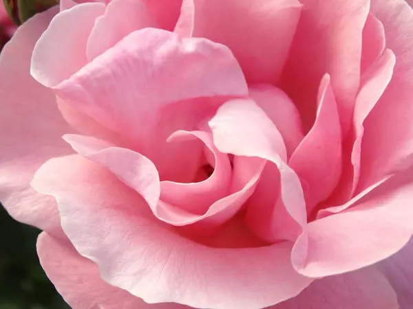 Vista Detallada Pink Rose Leaves — Foto de Stock