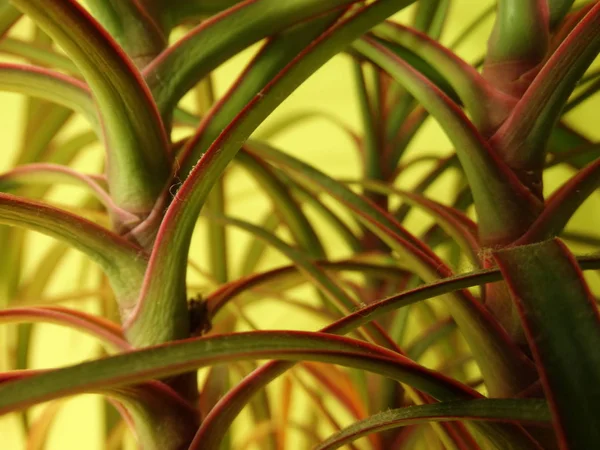 Green Palm Leaves Light Green Background — Stock Photo, Image