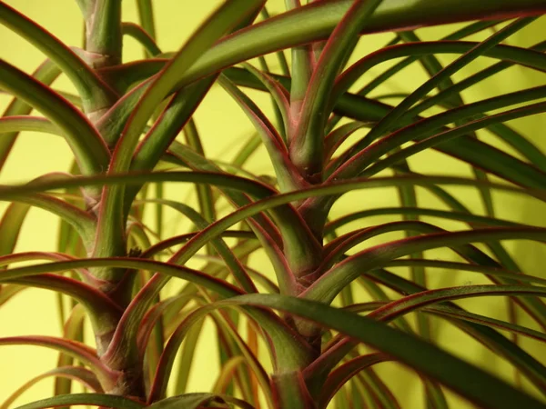 Foglie Palma Verde Sfondo Verde Chiaro — Foto Stock