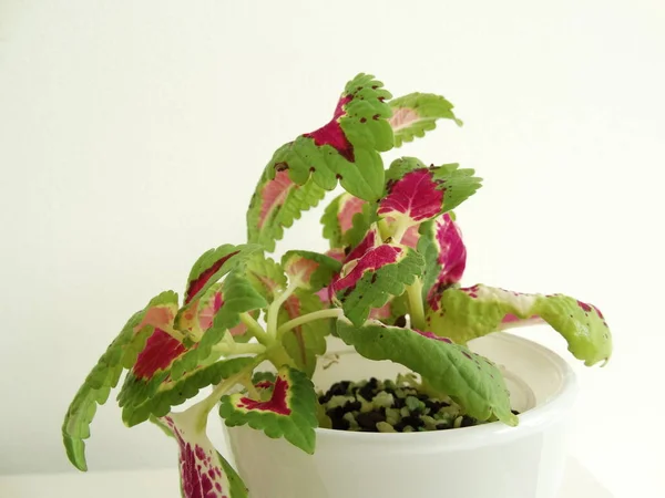Flor Con Hojas Verdes Rosadas Maceta — Foto de Stock