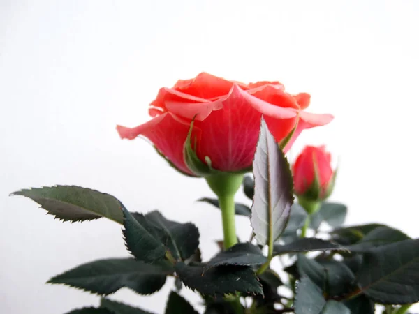 Vista Primer Plano Rosa Rosa Hermosa — Foto de Stock