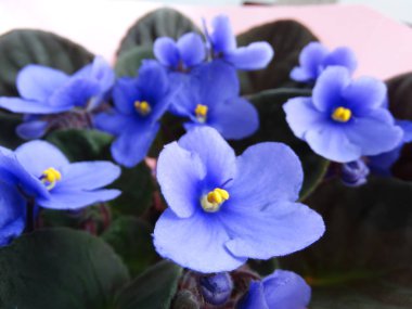 Mor çiçeklerin yakın görüntüsü