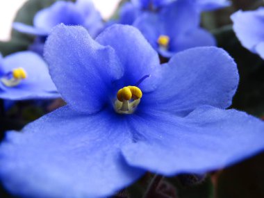 Menekşe çiçeğinin yakın görüntüsü