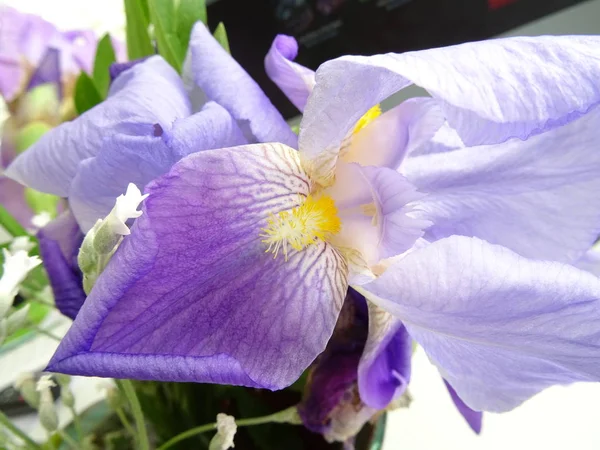 Вид Фиолетового Цветка — стоковое фото