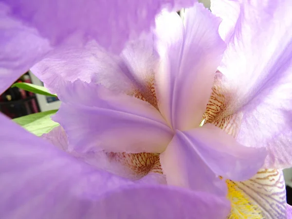 Фіолетовий Квітка Тичинки Макрорівні — стокове фото