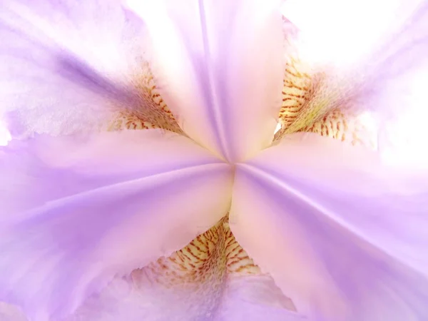 Фіолетовий Квітка Тичинки Макрорівні — стокове фото