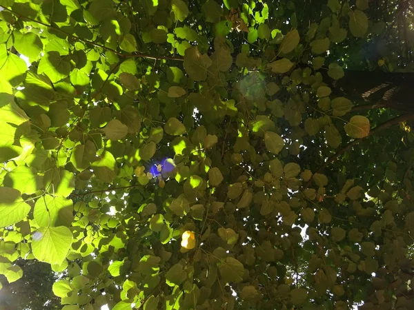 下から緑の木葉ビュー — ストック写真