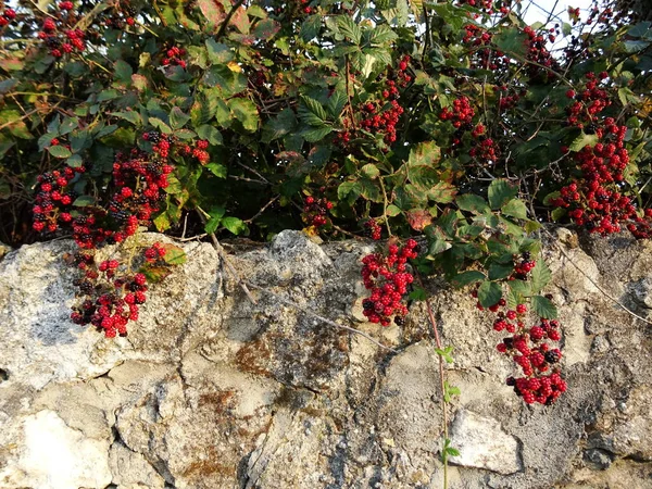 Closeup View Bramble Bush — Stock Photo, Image