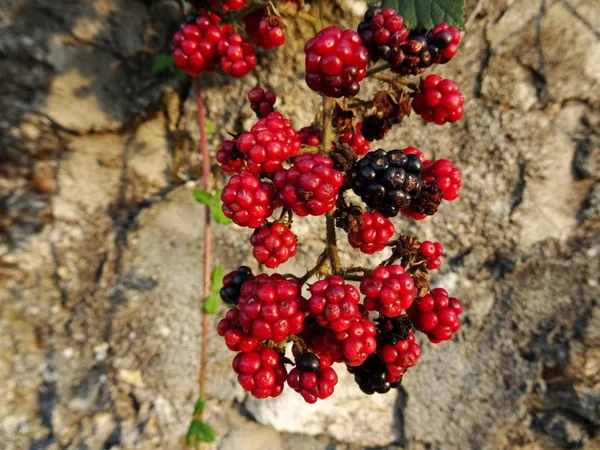 Bramble Bush Closeup Görünümü — Stok fotoğraf