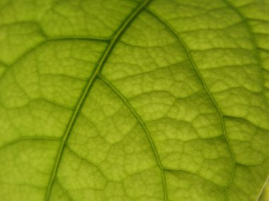 Yeşil yaprak makro görünümü