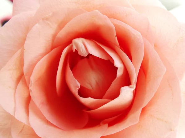 Hellrosa Rose Nahsicht Von Oben — Stockfoto