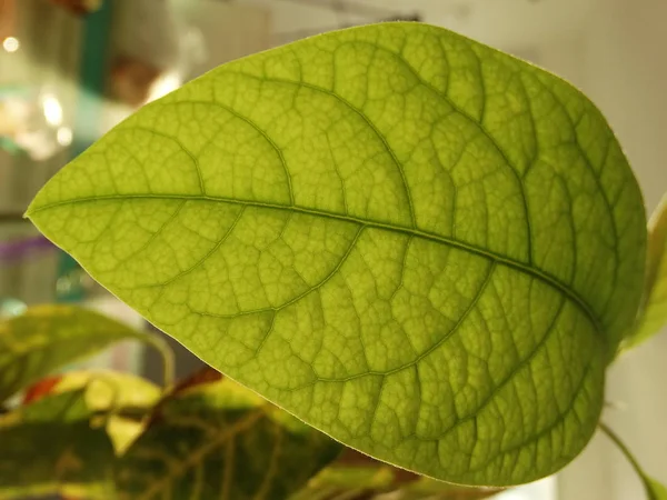 Green Leaf Close View — Fotografie, imagine de stoc