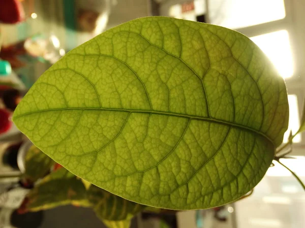 Green Leaf Close View — Stock Photo, Image