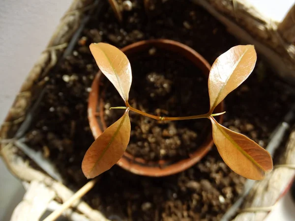 Выращивание Личчийского Растения Цветочном Горшке — стоковое фото