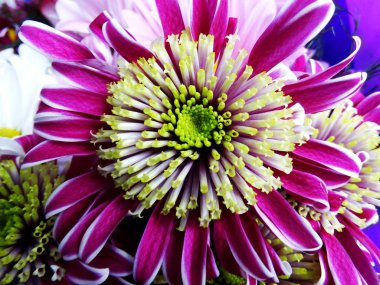 Birçok Stamens ile pembe çiçek