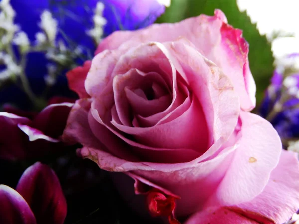 Różowa Róża Bukiet — Zdjęcie stockowe