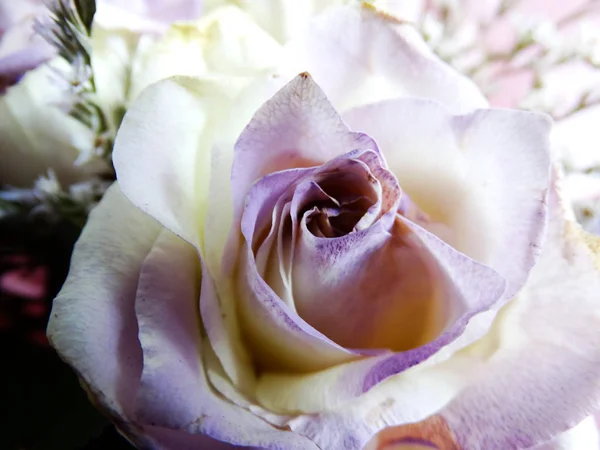 Delicate Violet Rose Close — Stockfoto