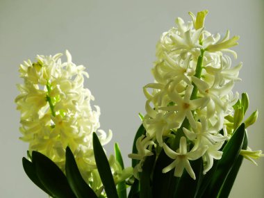 Beyaz sümbül kapalı yakın çekim 