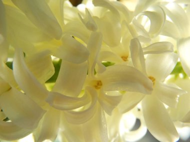 Beyaz sümbül Bloom görünümü Kapat