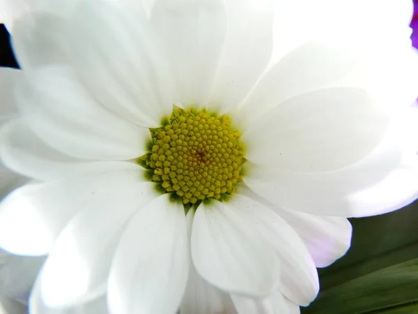 Flor Branca Delicada Luz Solar — Fotografia de Stock