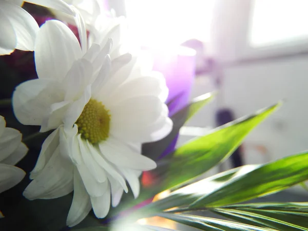 Delicada Flor Blanca Luz Del Sol — Foto de Stock